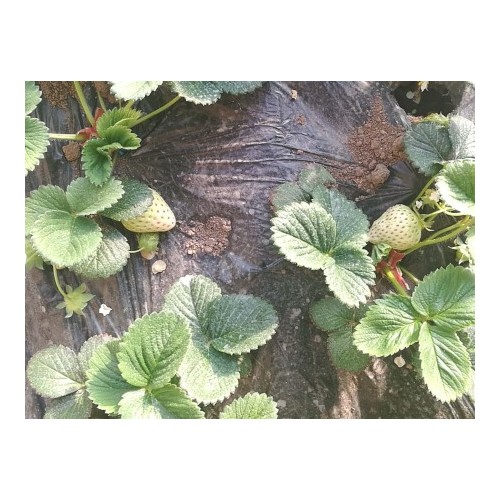七臺河草莓種苗價格-高品質草莓種苗推薦