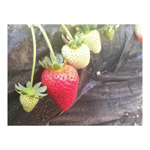 伊春草莓種苗價格-草莓種苗時時更新批發價格